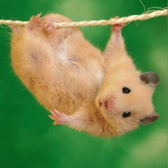 2025新门正版免费资本:鸡、鼠、羊、虎和远离误导的漩涡,规范解答、专家解读解释与落实 2025新门正版免费资本:鸡、鼠、羊、虎和远离误导的漩涡,规范解答、专家解读解释与落实