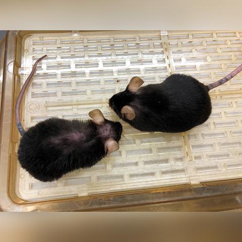 2025新门正版免费资本:鸡、鼠、羊、虎和远离误导的漩涡,规范解答、专家解读解释与落实 2025新门正版免费资本:鸡、鼠、羊、虎和远离误导的漩涡,规范解答、专家解读解释与落实